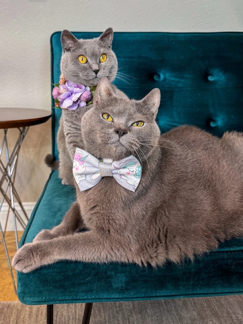 Gidget and Gatsby, Melissa&rsquo;s two grey cats, on a teal velvet chair